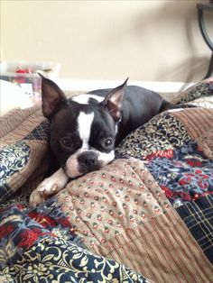 a small black and white dog laying on top of a bed covered in quilts