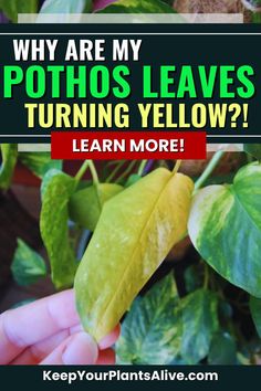 a hand holding a yellow leaf with the words why are my pothos leaves turning yellow? learn more