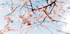 pink flowers are blooming on the branches of a tree in front of a blue sky