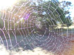 a spider web with the caption appears in your face from out of nowhere instantly makes you a master of karate