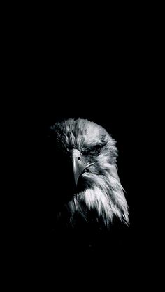 an eagle is shown in the dark with its head turned to look like it's looking