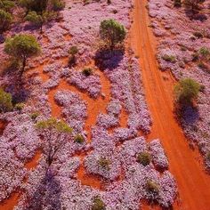 an aerial view of a dirt road surrounded by trees and bushes covered in pink flowers