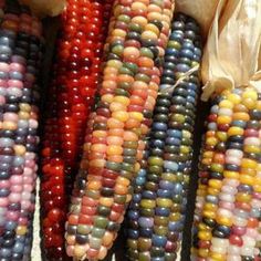 corn on the cob with colorful kernels hanging from it