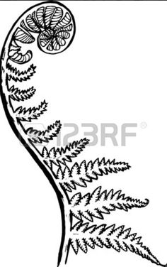 an old black and white drawing of fern leaves