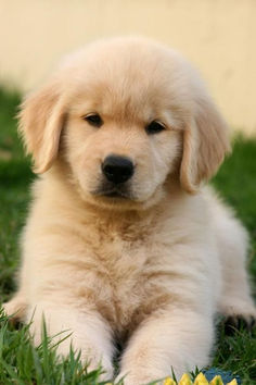 a puppy is sitting in the grass with flowers