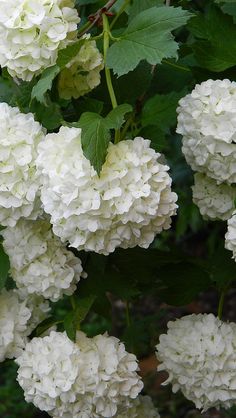 white flowers are blooming in the garden