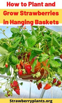 strawberries growing in hanging baskets with the title how to plant and grow strawberries in hanging baskets