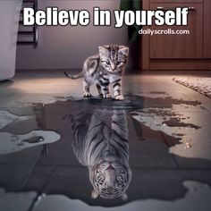 a kitten walking across a wet floor next to a mirror with the caption, you learn more from failure than from success