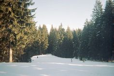 two people skiing down a snow covered slope in front of pine trees and evergreens