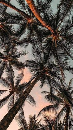 looking up at the tops of palm trees