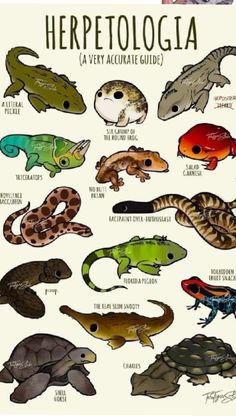 a poster with different types of lizards and reptiles on it's back