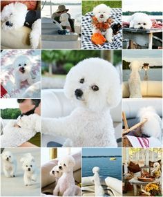 a collage of photos with white poodles