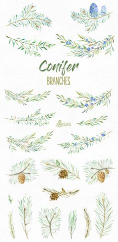 watercolor christmas tree branches and pine cones with the words,'center branches '