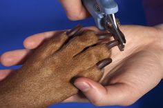 a dog being examined by a veterinator with a needle in it's mouth