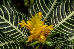 a yellow flower is blooming on a green leafy plant with white and black stripes