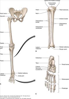 the bones are labeled in this diagram, and there is no image on the page