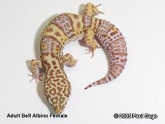 an adult and baby leopard geckos are laying on the ground