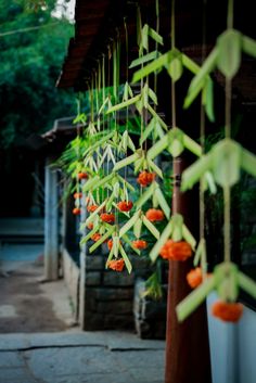 orange flowers hanging from the side of a building