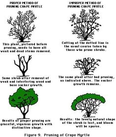 the different types of trees and how to prune them