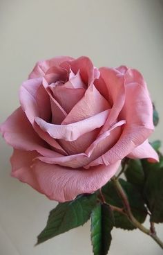 a pink rose with green leaves in a vase