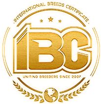 the international bred certified bcc logo is shown in gold on a white background with stars around it