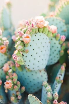 some very pretty cactus plants with pink flowers on it's heads and leaves in the middle