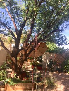 an umbrella is sitting in the shade of a tree near some potted plants and trees