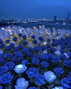 many blue roses are lit up in the night sky with city lights behind them and buildings in the distance