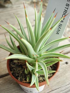 a small potted plant sitting on top of a wooden table next to a sign