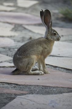 a brown rabbit sitting on top of a stone floor