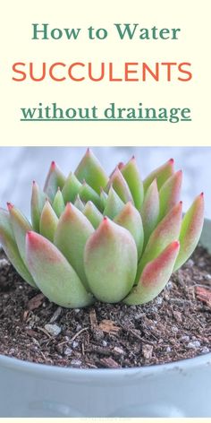 Learn the proper way to water your succulents without drainage! Succulents can thrive without drinage but you need to water them differently than your other plants. These tips will help you water successfully so you can plant succulent bowls and succulent arrangements that don't have drainage holes. These tips are especially helpful for growing succulents indoors! Succulent Bowl Indoor, Succulent Arrangements Outdoor In Ground, Succulent Arrangements Diy, Water Succulents, Succulents In Pots, Succulent Bowl, How To Water Succulents, Indoor Plants Low Light, Air Cleaning Plants