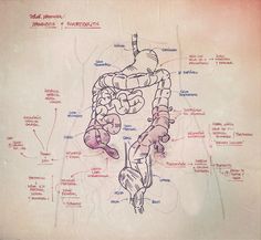 a diagram of the human body with labels on it