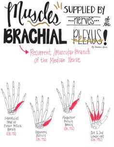 the diagram shows how to draw hands for brachial flexus, including upper and lower limbs