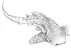 a black and white drawing of a fish with spots on it's body, flying through the air