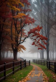 a foggy path with trees in the background