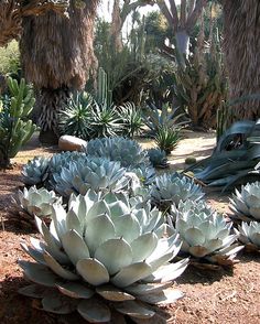 many different types of succulents in a garden