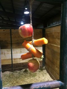 carrots and apples are hanging from the ceiling