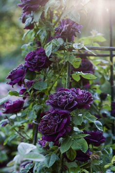 purple flowers growing on the side of a metal trellis in front of green leaves