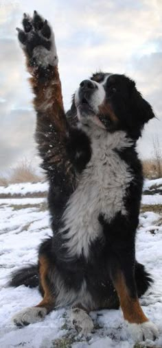 a dog standing on its hind legs in the snow with it's paw up