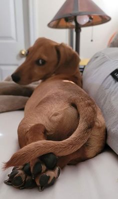 a brown dog laying on top of a white bed next to a lamp and pillows