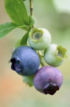 some blueberries are growing on a tree branch