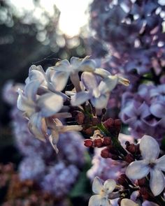 some white and purple flowers are in bloom