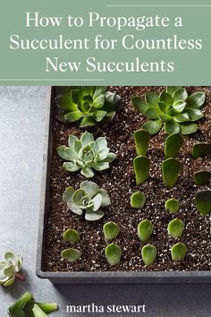 a potted plant with the title how to propagate a succulent for countless new succulents