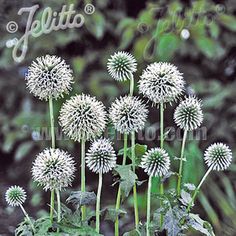 some very pretty white flowers in the grass