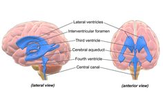 an image of the human brain with labels on each side and labeled parts labelled in blue