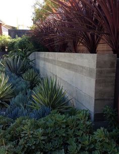 an outdoor area with various plants and trees