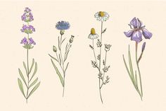 four different types of wildflowers are shown in this illustration, one is purple and the other is blue