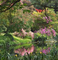 a pond surrounded by lush green grass and trees with pink flowers in the foreground