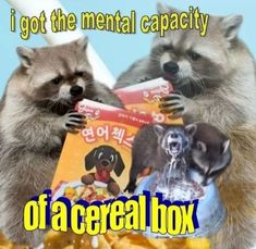 two raccoons are standing next to each other with food in front of them and the caption reads, i got the mental capacity of a cereal box