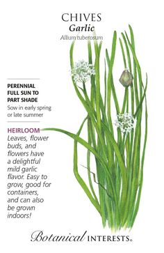 an advertisement for chives from the botanical interest magazine